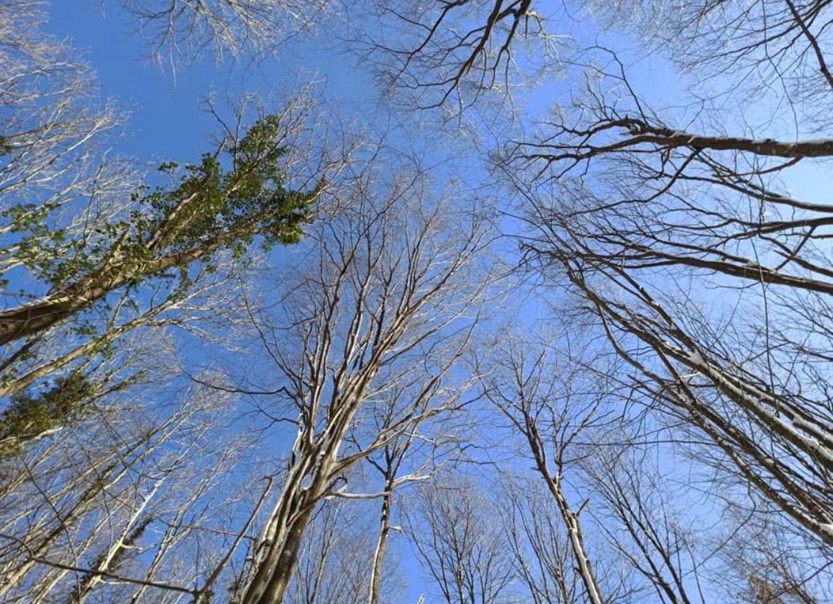 UÇMAKDERE - YENİKÖY DOĞA YÜRÜYÜŞÜ